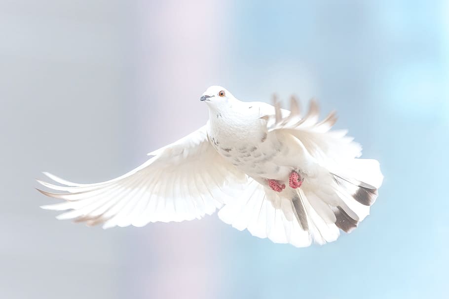white and gray dove, wild, bird, nature, animal, wing, wildlife, HD wallpaper