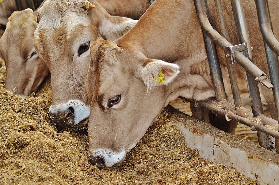 three cows eating hay, stall, barn animals, farm, good aiderbichl, HD wallpaper