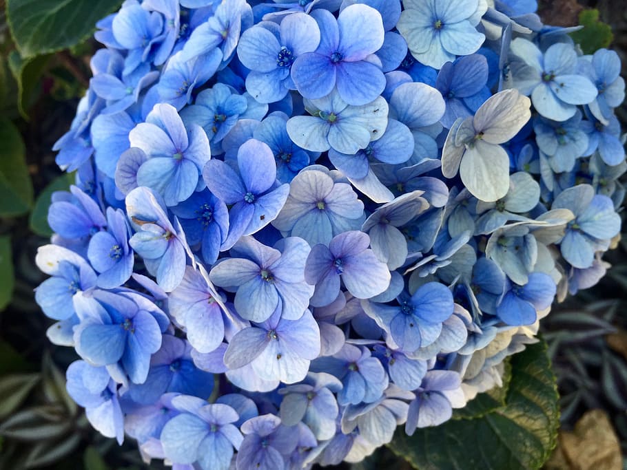 Hydrangea, Petals, Flowers, Bloom, blue, plant, nature, garden HD wallpaper