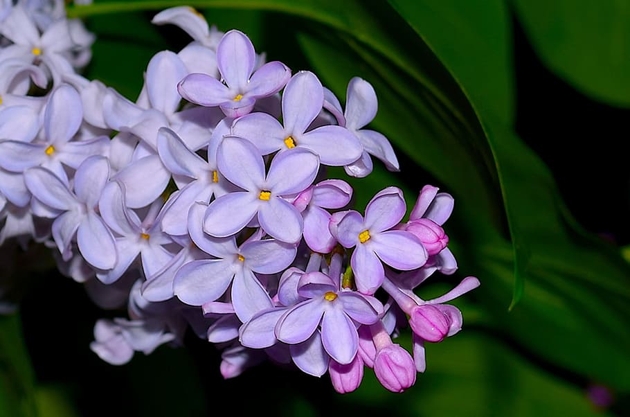 Lilac, Flower, Bloom, Spring, Pink, nature, floral, blooming HD wallpaper