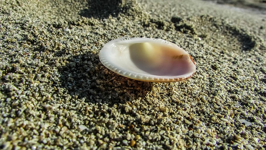 Shell, Sand, Beach, Beach Sand, Nature, hermit crab, animal themes HD wallpaper
