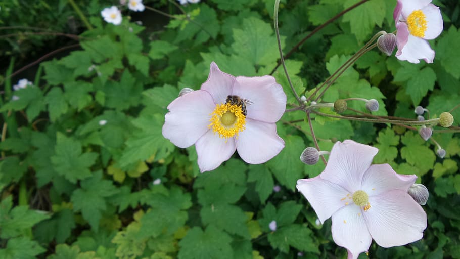flower, bee, insect, nature, spring, pink flower, flowering plant HD wallpaper