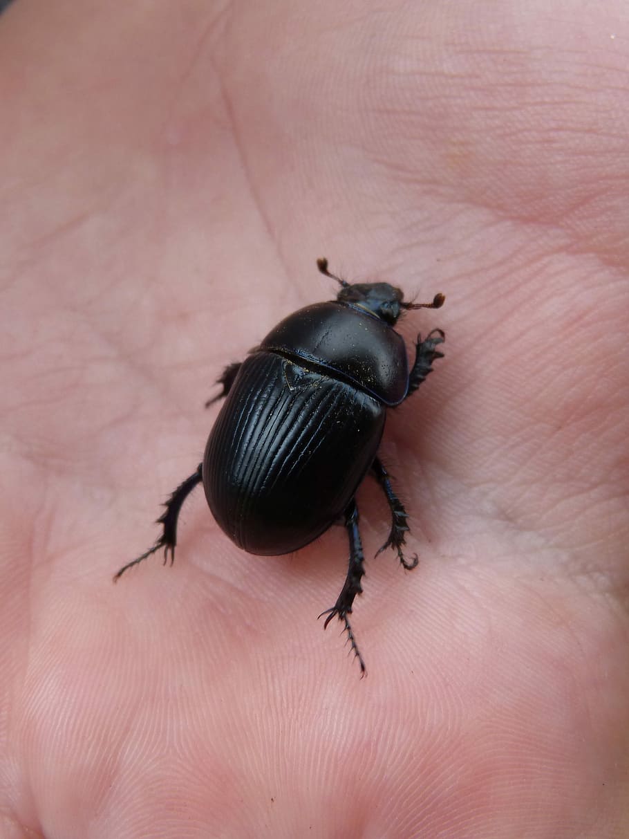 Beetle, Hand, Texture, one animal, insect, animal themes, animals in the wild HD wallpaper