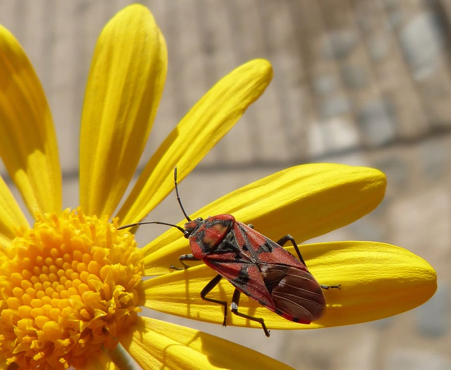 bug, insect, red, libar, daisy, yellow flower, invertebrate HD wallpaper