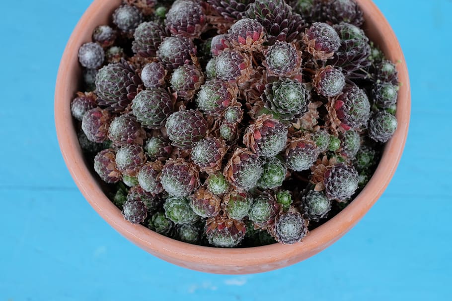 plants, vase, blue, food and drink, healthy eating, directly above HD wallpaper