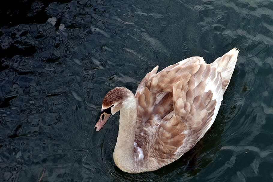 animal, bird, swan, young, hatchling, brown, feathers, swimming, HD wallpaper