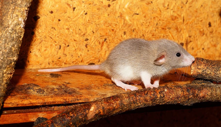 gray mouse on brown wood, rat, color rat, young animal, curious, HD wallpaper