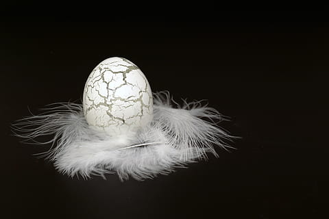 gray and black egg decor with white feather, easter egg, glass HD wallpaper