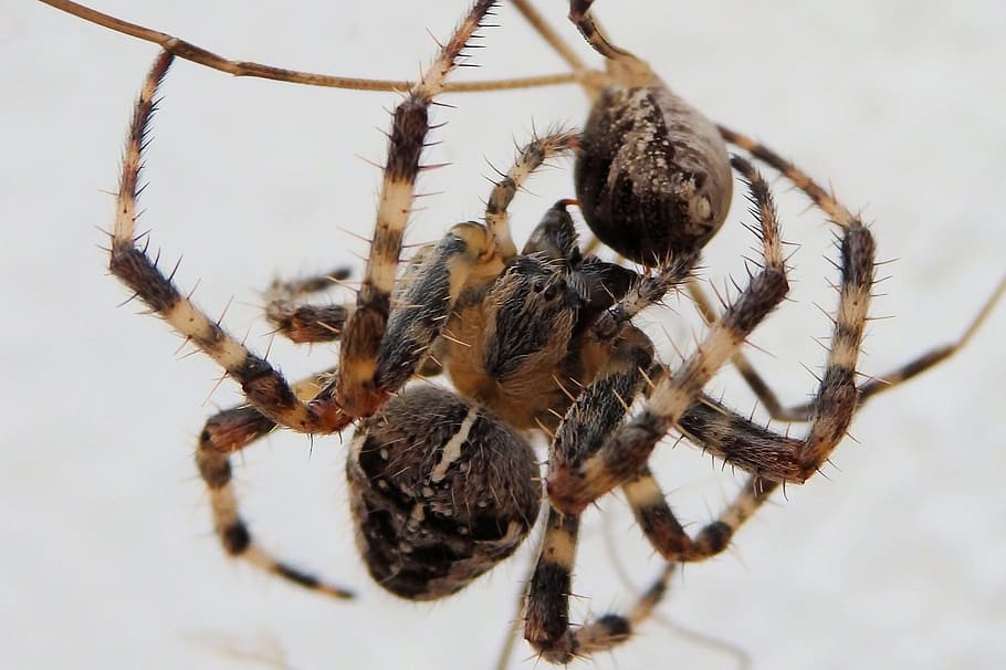 Spider, Predator, Death, Macro, Closeup, in the network, prey HD wallpaper