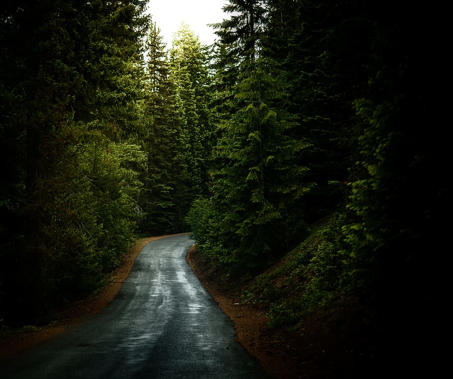 asphalt road surrounded by green leafed trees, road surrounded by trees during daytime HD wallpaper
