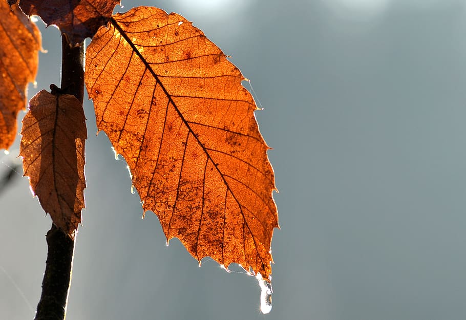 leaf, winter, ice, tree, autumn, leaves, fall, forest, nature HD wallpaper