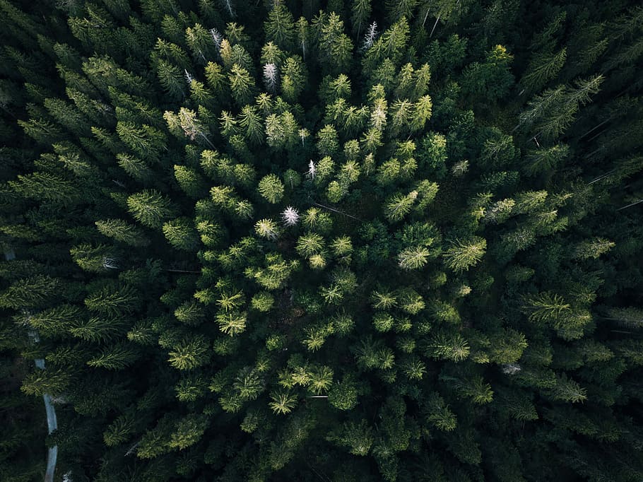 aerial photography of green leaf trees, bird's eye view of palm trees HD wallpaper