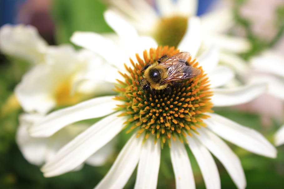 bee, bumblebee, insect, flower, nature, macro, yellow, wing HD wallpaper