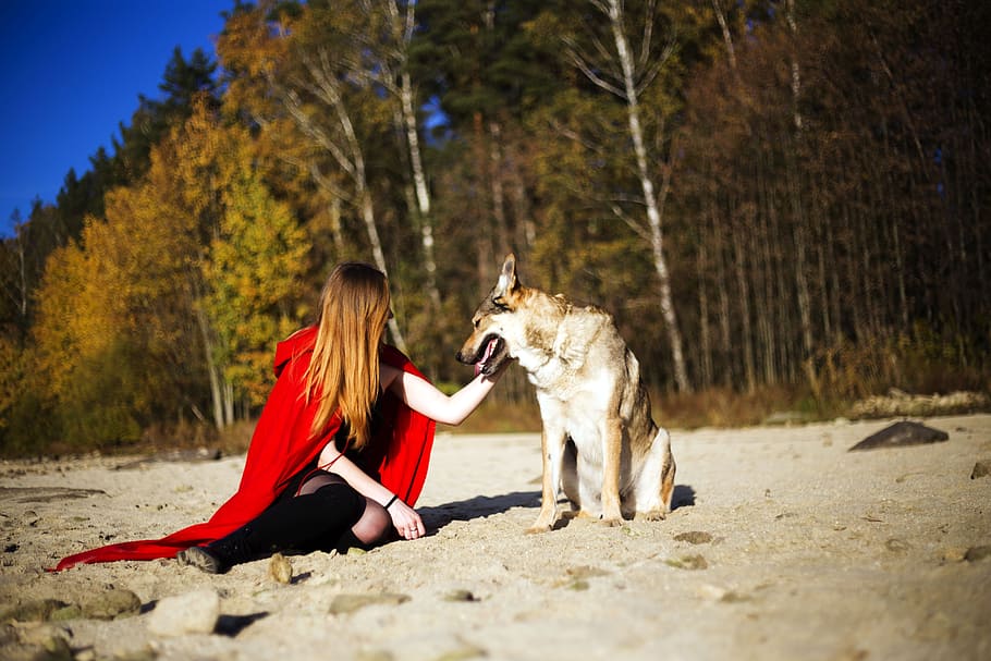 friendship, dog, mammal, one animal, tree, domestic, domestic animals HD wallpaper