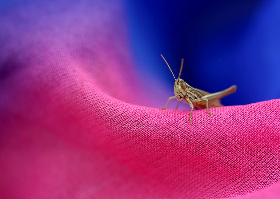 brown grasshopper on pink textile, cicada, insecta, scarf, rest HD wallpaper