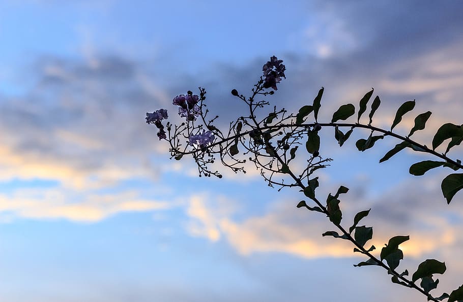 spring, springtime, plant, tree, leaf, nature, floral, blooming HD wallpaper