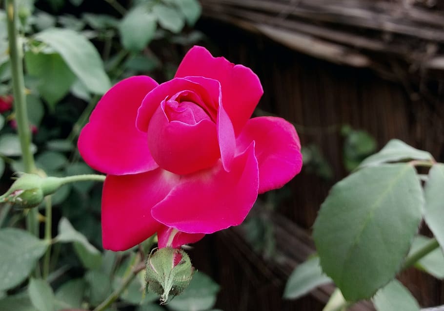 flower, nature, flora, leaf, rose, plant, flowering plant, beauty in nature HD wallpaper
