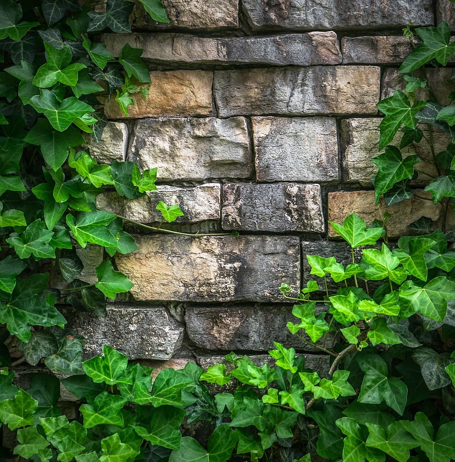 HD wallpaper: brown brick wall surrounded with vine plants, ivy, the leaves  | Wallpaper Flare