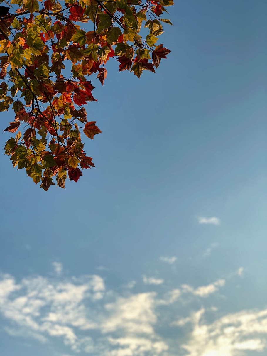 low-angle of maple leaves, photo of maple leaves, tree, sky, blue HD wallpaper
