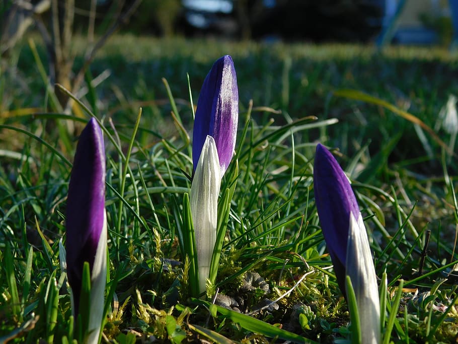 Crocus, Spring, Flower, Purple, green, blossom, season, garden HD wallpaper