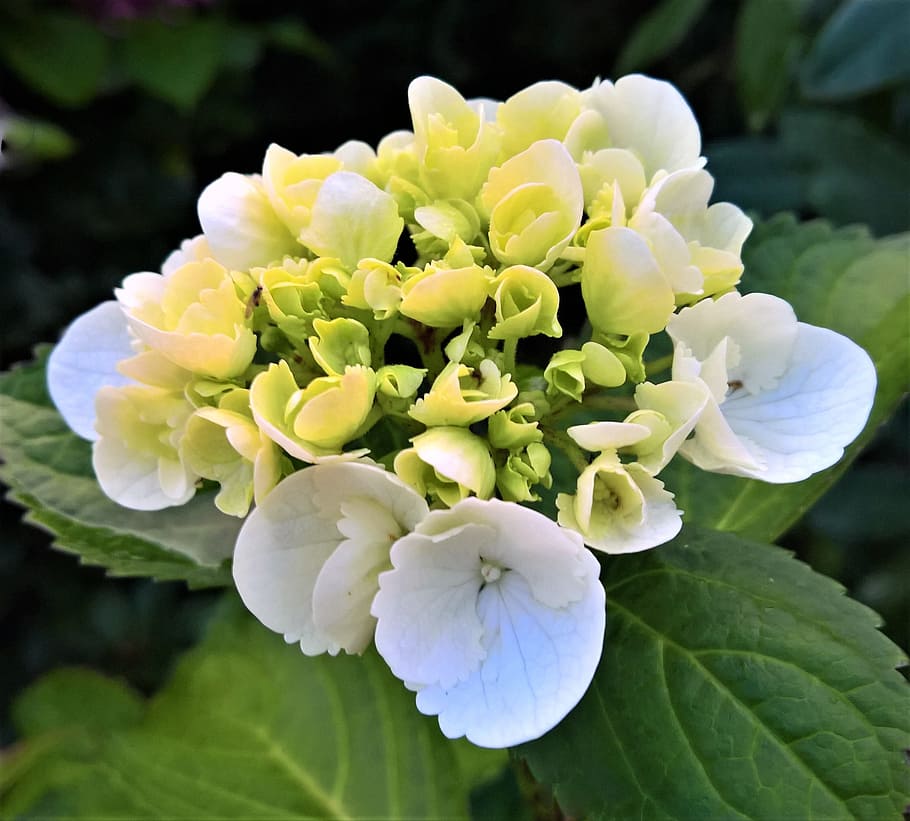 plant, hydrangea, blossom, bloom, flower, flower buds, white HD wallpaper