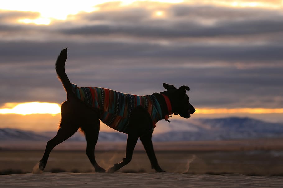 dog walking on road during dusk, shallow focus photo of black dog walking HD wallpaper