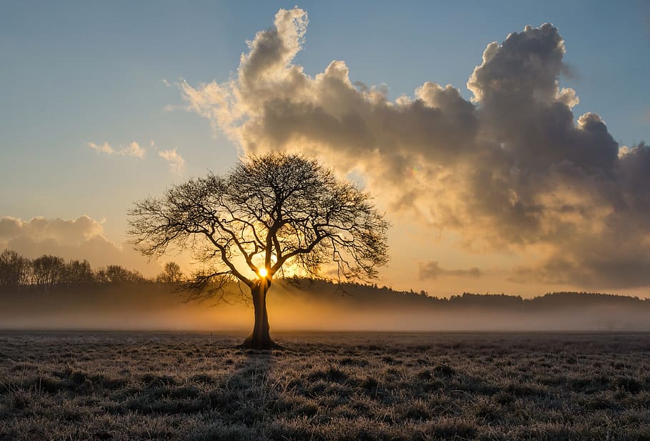 white and black tree painting, withered tree on plains under cloudy sky during daytime HD wallpaper