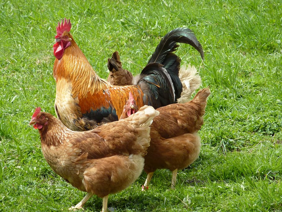 flock of chickens, hahn, gockel, farm, domestic chicken, agriculture