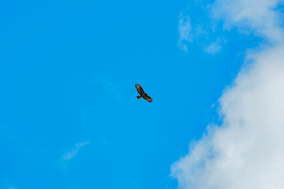 bird, buzzard, predator, wildlife, nature, sky, flight, flying HD wallpaper
