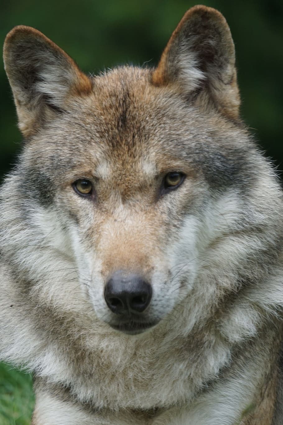shallow focus photography of gray wolf during daytime, predator, HD wallpaper