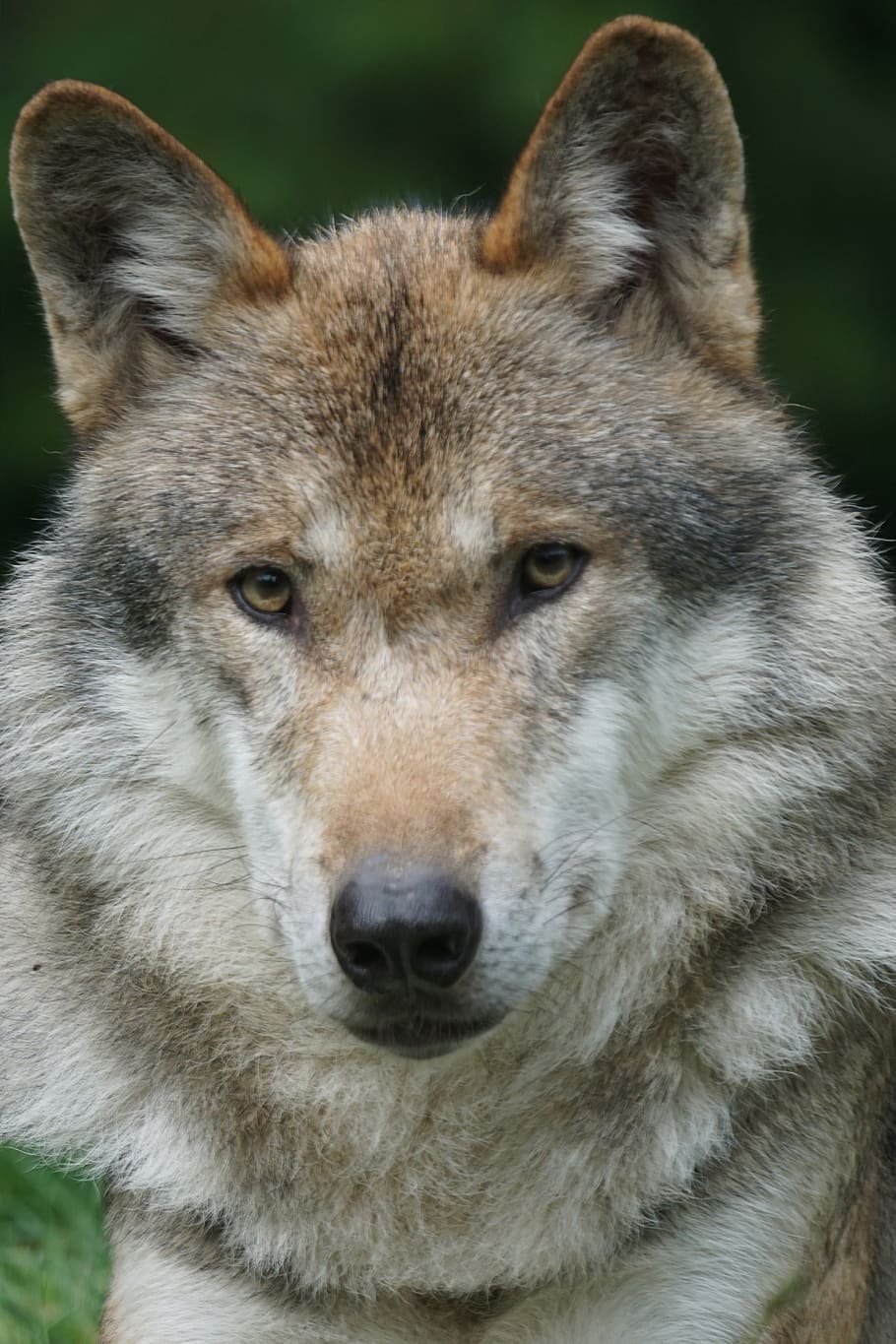 shallow focus photography of gray wolf during daytime, predator HD wallpaper