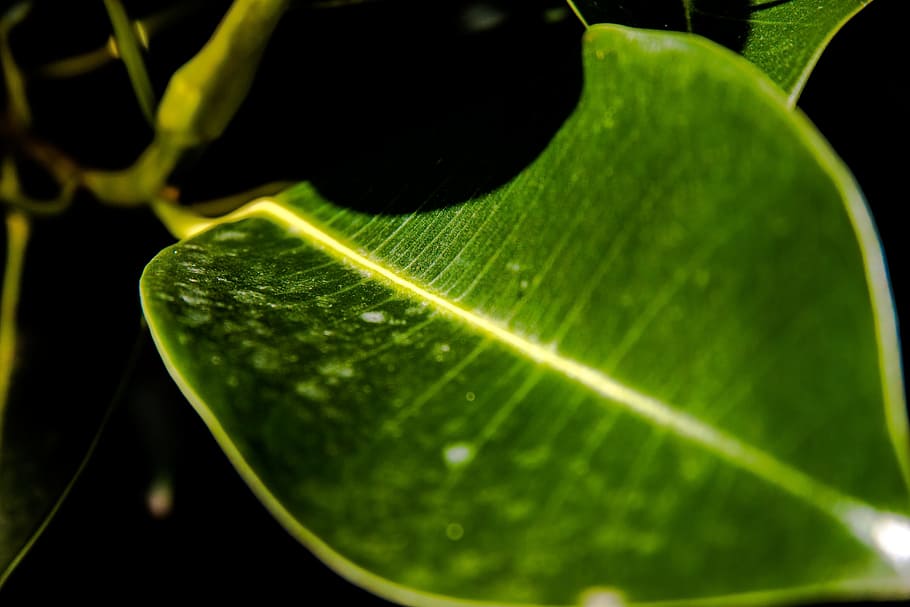 Leaf, Macro, green, nature, green Color, plant, close-up, drop HD wallpaper
