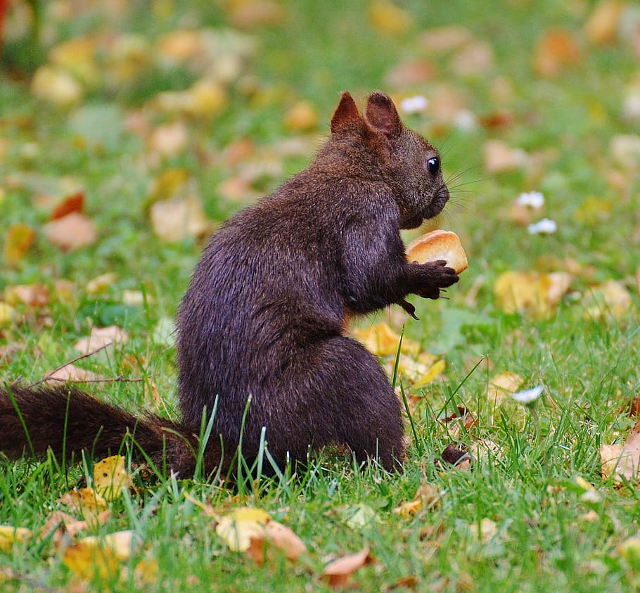 squirrel, nager, cute, nature, rodent, climb, garden, eat, brown HD wallpaper