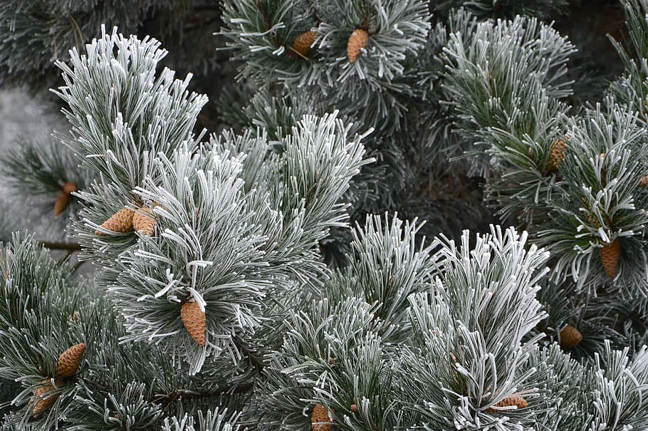 HD wallpaper: Winter, Snow, Tree, Pine Cone, frost, zimzeleno wood, cold te...