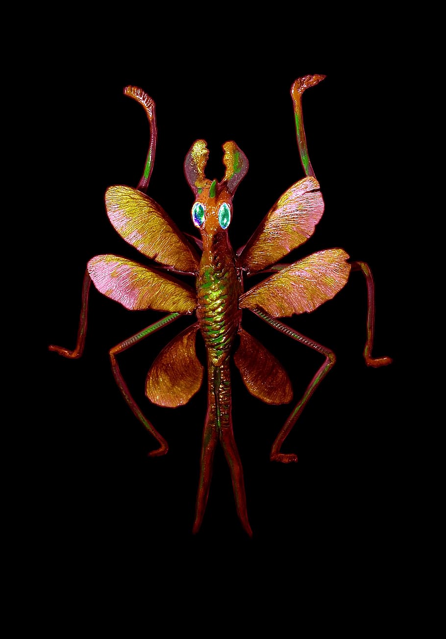 insect, wing, legs, macro, black background, maple wings, colorful HD wallpaper