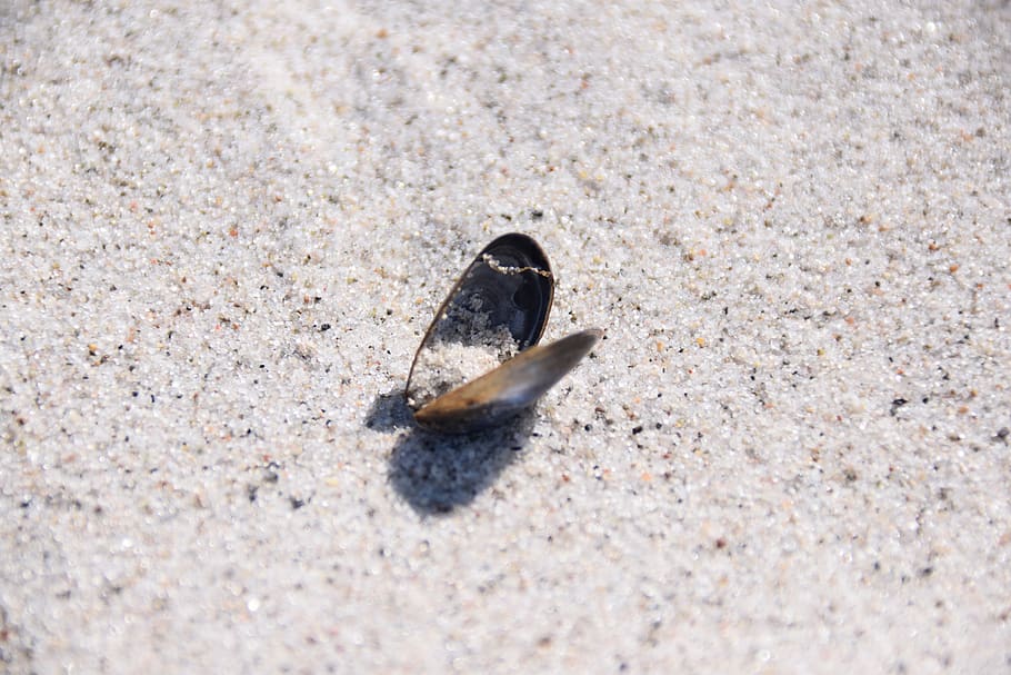 shell, sand, beach, sea, vacations, summer, coast line, animal wildlife HD wallpaper
