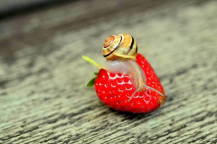 snail, fruit, strawberry, shell, mollusk, slowly, red, animal HD wallpaper