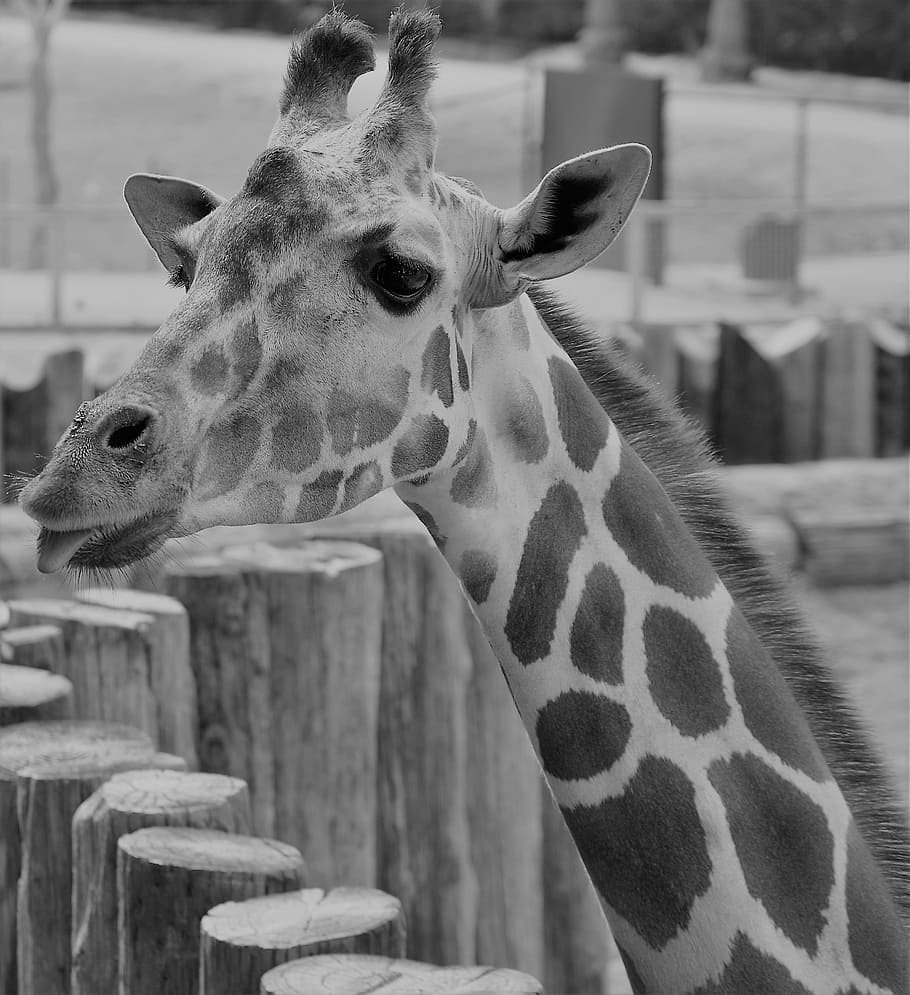 Giraffe, Zoo, Neck, animal, nature, mammal, outdoors, wildlife HD wallpaper