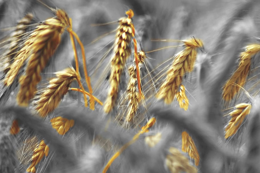 Wheat, Field, Cereal, Epi, Agriculture, crop, cereal plant HD wallpaper