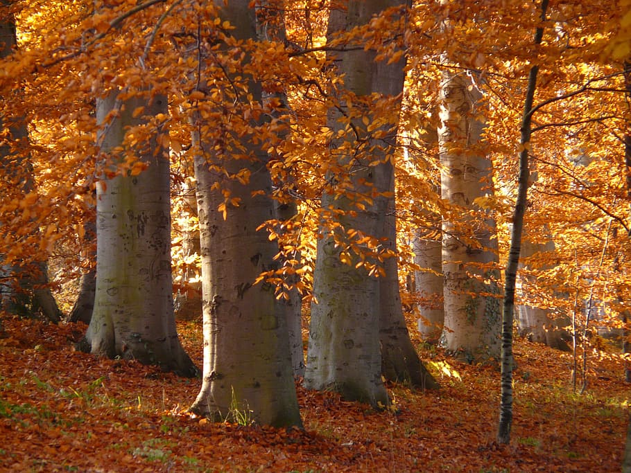 photo of trees with brown leaves, book, beech wood, golden autumn, HD wallpaper