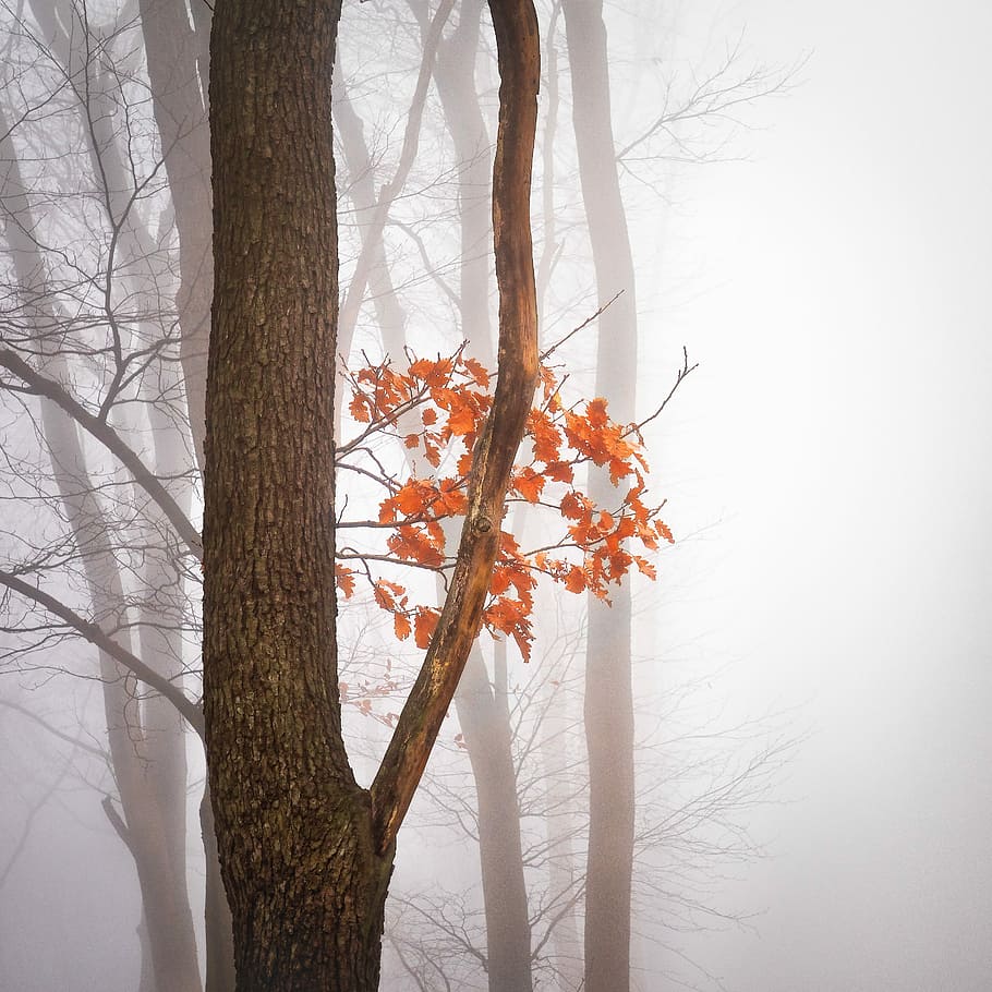 orange maple tree, red tree, fog, tree trunk, autumn, forest HD wallpaper