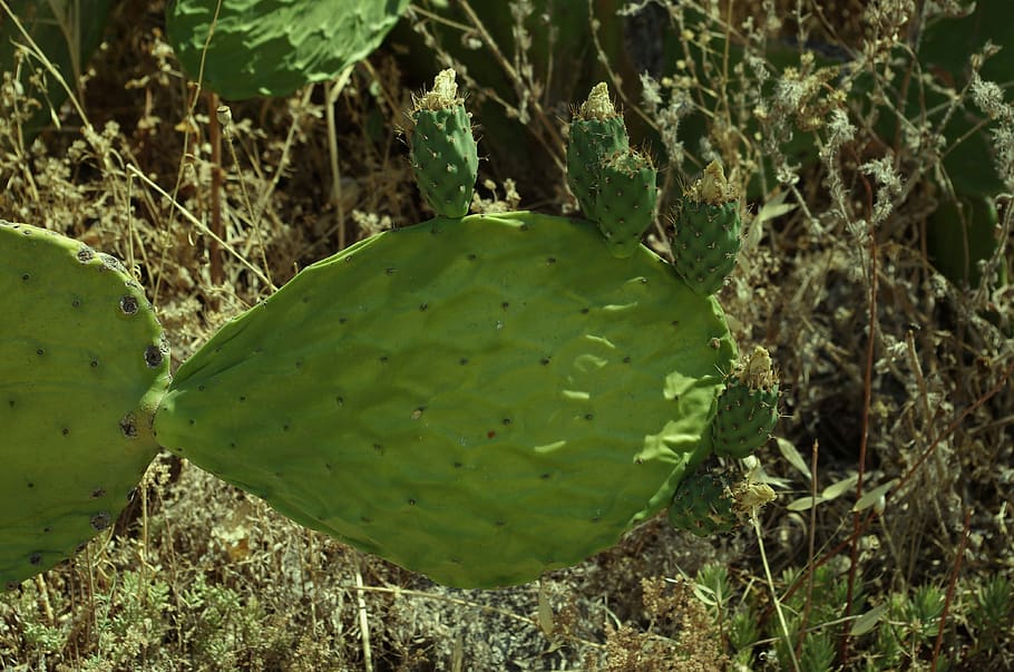cactus, prickly pear, green color, growth, plant, nature, close-up HD wallpaper