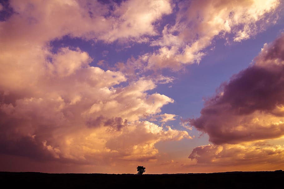 silhouette of bare tree under cloudy sky, lonely, landscape HD wallpaper