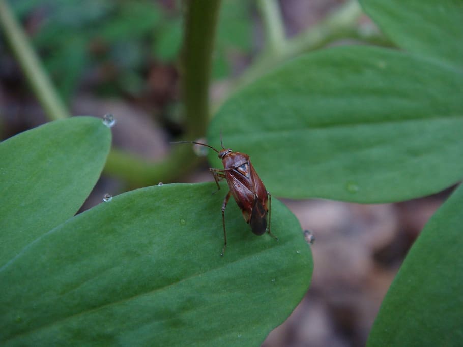 insect, bug, leaf, drop, invertebrate, green color, animal wildlife HD wallpaper