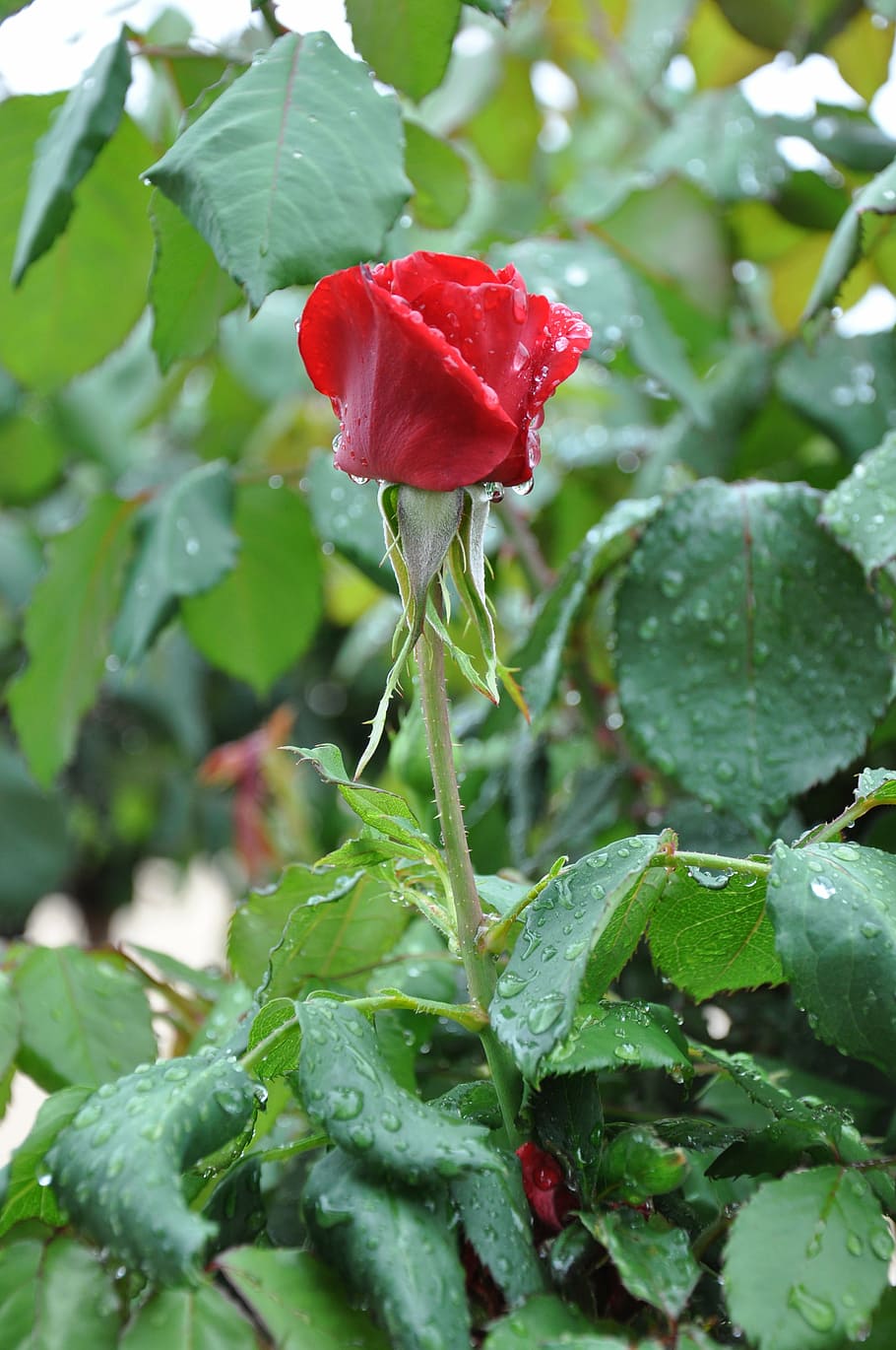 red rose, flower, rain, drops, wet, nature, green leaves, stem, HD wallpaper
