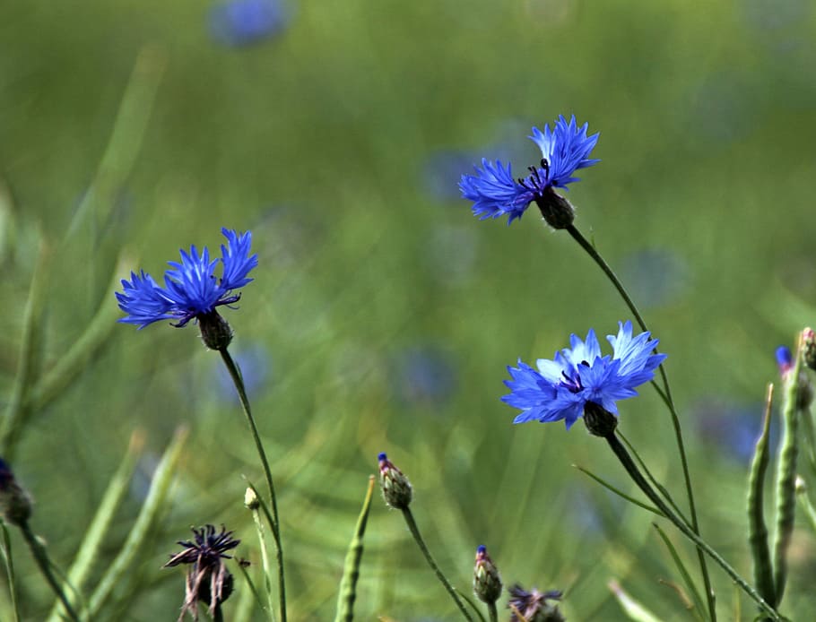 Cornflowers, Blossom, Bloom, blue, nature, agriculture, summer HD wallpaper