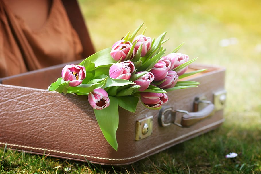 pink and green tulip flowers on brown brief case, luggage, tulips