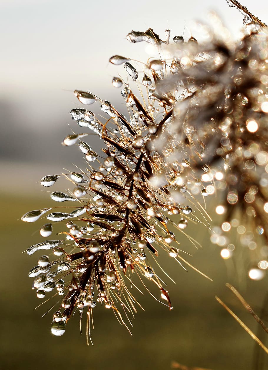 drip, dew, dewdrop, leaf, grass, drop of water, autumn, morgentau HD wallpaper