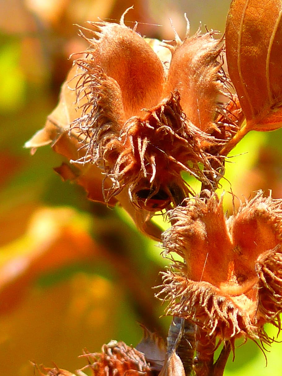 Beechnut, Tree, Autumn, close-up, plant, no people, nature HD wallpaper
