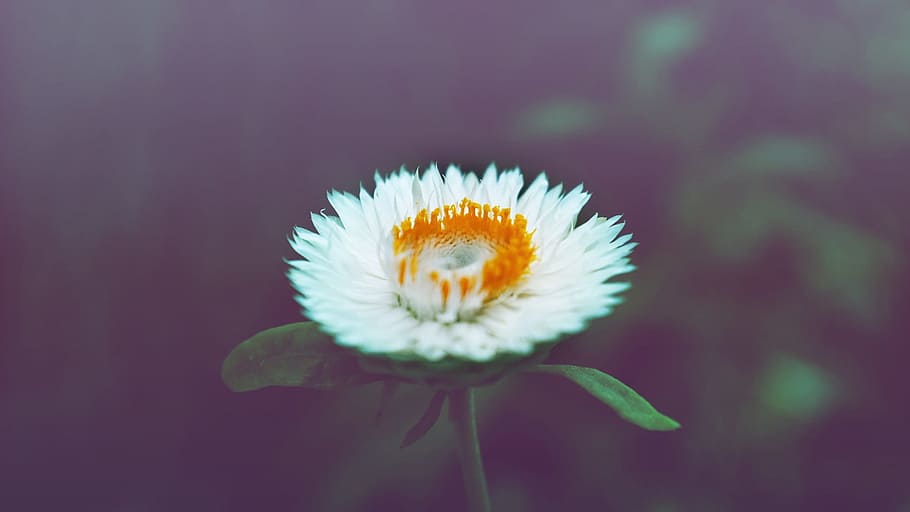 Flower, Daisy, White, Blossom, Vintage, nature, spring, floral HD wallpaper